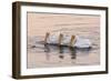 American White Pelican (Pelecanus erythrorhynchos) three adults, California-Bob Gibbons-Framed Photographic Print