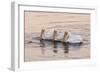 American White Pelican (Pelecanus erythrorhynchos) three adults, California-Bob Gibbons-Framed Photographic Print