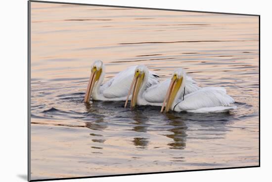 American White Pelican (Pelecanus erythrorhynchos) three adults, California-Bob Gibbons-Mounted Photographic Print