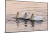 American White Pelican (Pelecanus erythrorhynchos) three adults, California-Bob Gibbons-Mounted Photographic Print