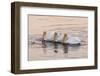 American White Pelican (Pelecanus erythrorhynchos) three adults, California-Bob Gibbons-Framed Photographic Print