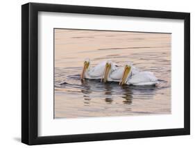 American White Pelican (Pelecanus erythrorhynchos) three adults, California-Bob Gibbons-Framed Photographic Print