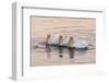 American White Pelican (Pelecanus erythrorhynchos) three adults, California-Bob Gibbons-Framed Photographic Print