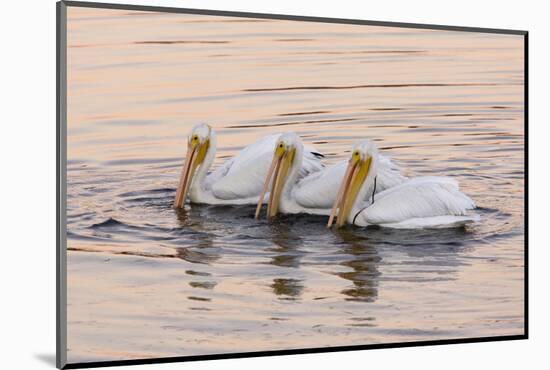 American White Pelican (Pelecanus erythrorhynchos) three adults, California-Bob Gibbons-Mounted Photographic Print