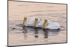 American White Pelican (Pelecanus erythrorhynchos) three adults, California-Bob Gibbons-Mounted Photographic Print