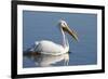 American White Pelican, Riverlands Environmental Area, Missouri, Usa-Richard ans Susan Day-Framed Photographic Print