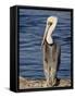 American White Pelican, Sonny Bono Salton Sea National Wildlife Refuge-James Hager-Framed Stretched Canvas