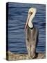 American White Pelican, Sonny Bono Salton Sea National Wildlife Refuge-James Hager-Stretched Canvas