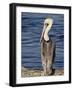 American White Pelican, Sonny Bono Salton Sea National Wildlife Refuge-James Hager-Framed Photographic Print