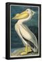 American White Pelican-null-Framed Poster