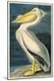 American White Pelican-null-Mounted Poster