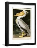 American White Pelican-John James Audubon-Framed Art Print