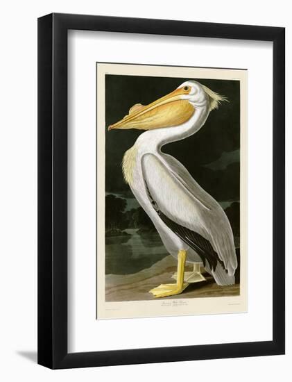 American White Pelican-John James Audubon-Framed Art Print