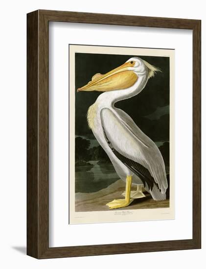 American White Pelican-John James Audubon-Framed Art Print