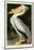 American White Pelican-John James Audubon-Mounted Art Print