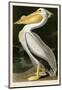 American White Pelican-John James Audubon-Mounted Giclee Print
