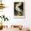 American White Pelican-John James Audubon-Giclee Print displayed on a wall