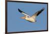 American White Pelican-Ken Archer-Framed Photographic Print