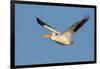 American White Pelican-Ken Archer-Framed Photographic Print