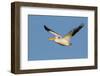 American White Pelican-Ken Archer-Framed Photographic Print