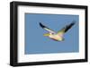 American White Pelican-Ken Archer-Framed Photographic Print