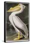 American White Pelican-John James Audubon-Framed Stretched Canvas