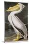 American White Pelican-John James Audubon-Stretched Canvas