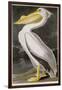 American White Pelican-John James Audubon-Framed Giclee Print