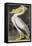 American White Pelican-John James Audubon-Framed Stretched Canvas