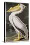 American White Pelican-John James Audubon-Stretched Canvas