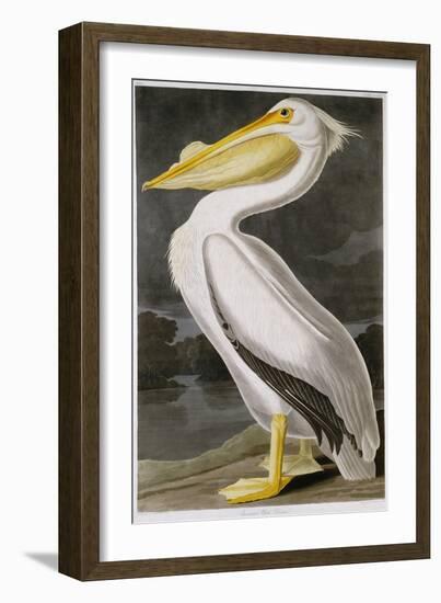 American White Pelican-John James Audubon-Framed Giclee Print