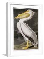 American White Pelican-John James Audubon-Framed Giclee Print