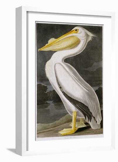 American White Pelican-John James Audubon-Framed Giclee Print