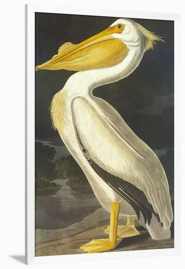 American White Pelican-John James Audubon-Framed Art Print