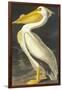 American White Pelican-John James Audubon-Framed Art Print