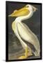 American White Pelican-John James Audubon-Framed Art Print