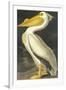 American White Pelican-John James Audubon-Framed Art Print