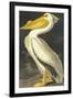 American White Pelican-John James Audubon-Framed Art Print