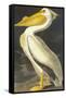 American White Pelican-John James Audubon-Framed Stretched Canvas