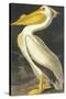 American White Pelican-John James Audubon-Stretched Canvas