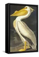 American White Pelican-John James Audubon-Framed Stretched Canvas