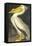 American White Pelican-John James Audubon-Framed Stretched Canvas