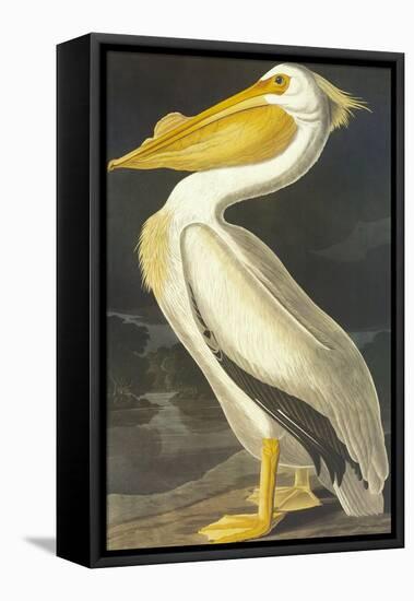 American White Pelican-John James Audubon-Framed Stretched Canvas