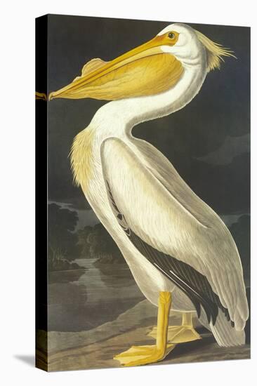 American White Pelican-John James Audubon-Stretched Canvas