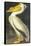 American White Pelican-John James Audubon-Framed Stretched Canvas