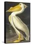 American White Pelican-John James Audubon-Framed Stretched Canvas