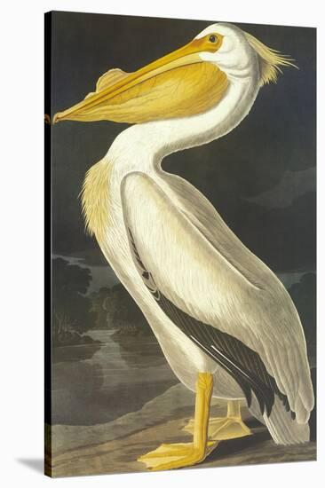 American White Pelican-John James Audubon-Stretched Canvas