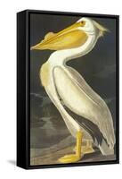 American White Pelican-John James Audubon-Framed Stretched Canvas