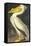 American White Pelican-John James Audubon-Framed Stretched Canvas