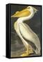 American White Pelican-John James Audubon-Framed Stretched Canvas